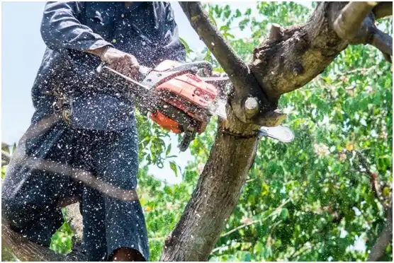 tree services Rhode Island